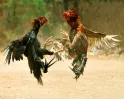 சேவல் சண்டைக்கு தடை இல்லை..! முறைப்படுத்தும் சுற்றறிக்கை... உயர்நீதிமன்றத்தில் டிஜிபி விளக்கம்.!! 