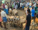 நெருங்கும் பக்ரீத் பண்டிகை..!! சுட சுட பிரியாணிக்காக.. புளியந்தோப்பில் ஆடுகள் விற்பனை அமோகம்..!!