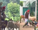 செங்கோட்டைக்கு கிளம்பிய மோடி... வழிமறித்த “நண்பர்கள்”! மாடுகள், மயில்களுடன் பிரதமர் பகிர்ந்த வீடியோ!