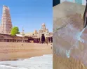 திருச்செந்தூரில் திடீரென கரை ஒதுங்கிய ஆபத்து; கடலில் பக்தர்கள் கவனமாக குளிக்க எச்சரிக்கை... பட்டாலோ தோல் உரிஞ்சிடுமாம்...!