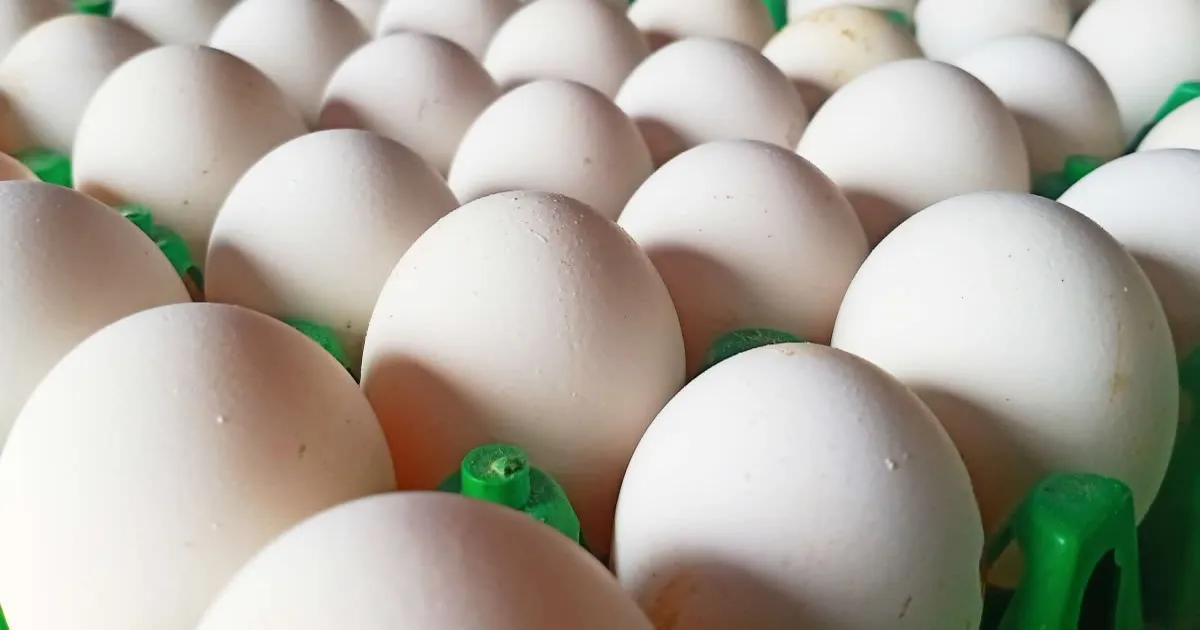 Egg rate today increased