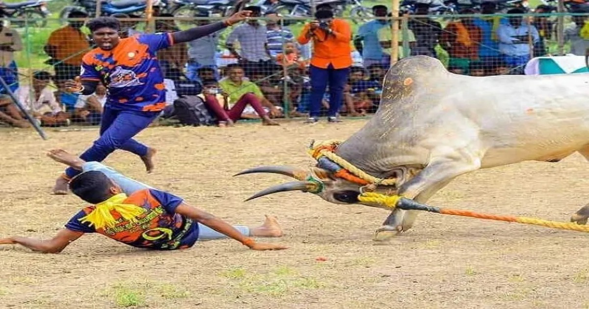 பேரதிர்ச்சி..!! மஞ்சுவிரட்டு போட்டியில் நேர்ந்த சோகம்...! மூன்று பேர் உயிரிழப்பு..!!
