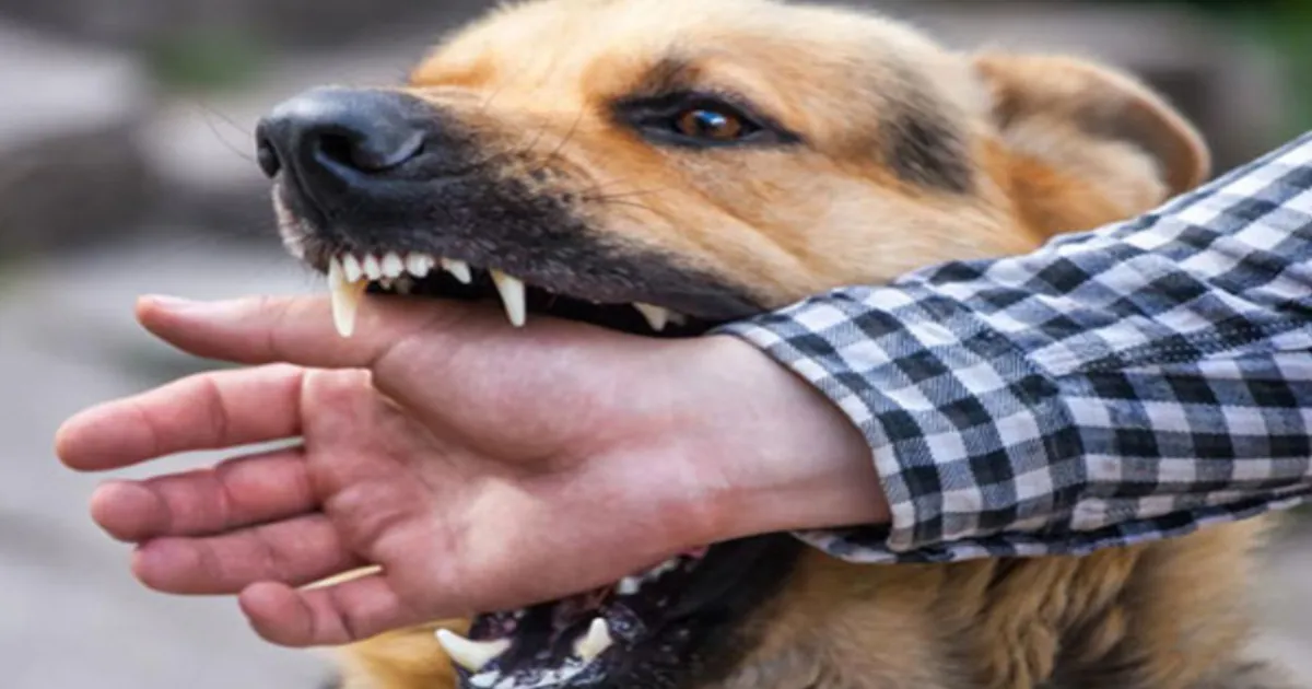 #BREAKING வளர்ப்பு நாயால் வந்த வினை...  கோவையில் ரேபிஸ் நோயால் பாதிக்கப்பட்ட கல்லூரி மாணவன் உயிரிழப்பு...!