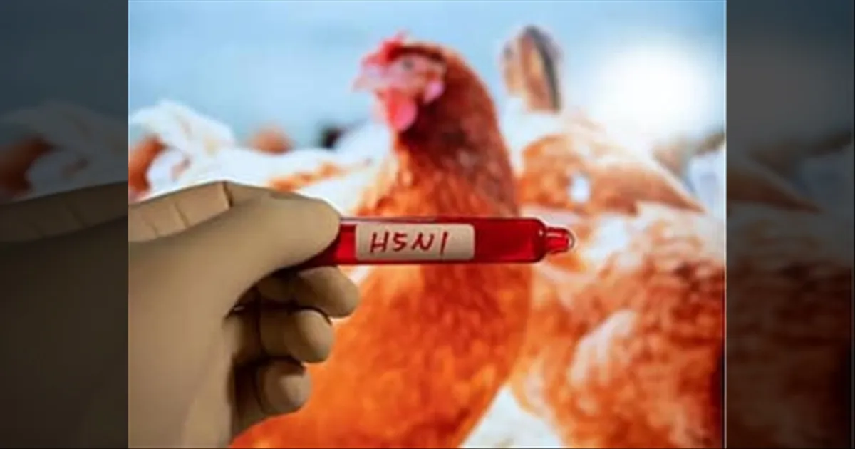 HIGH ALERT..! பறவைக்காய்ச்சல் எதிரொலி... கோழி பண்ணைகளில் தீவிர கண்காணிப்பு..!