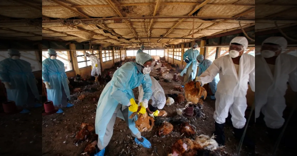 கேரளாவில் மீண்டும் பரவும் பறவை காய்ச்சல்! கோழி இறைச்சி, முட்டை விற்பனைக்கு தடை!