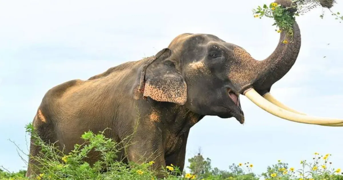 4 நாட்களில் 2வது கோர சம்பவம்... மசினகுடி அருகே யானைத் தாக்கி கோயில் பூசாரி உயிரிழப்பு...!!