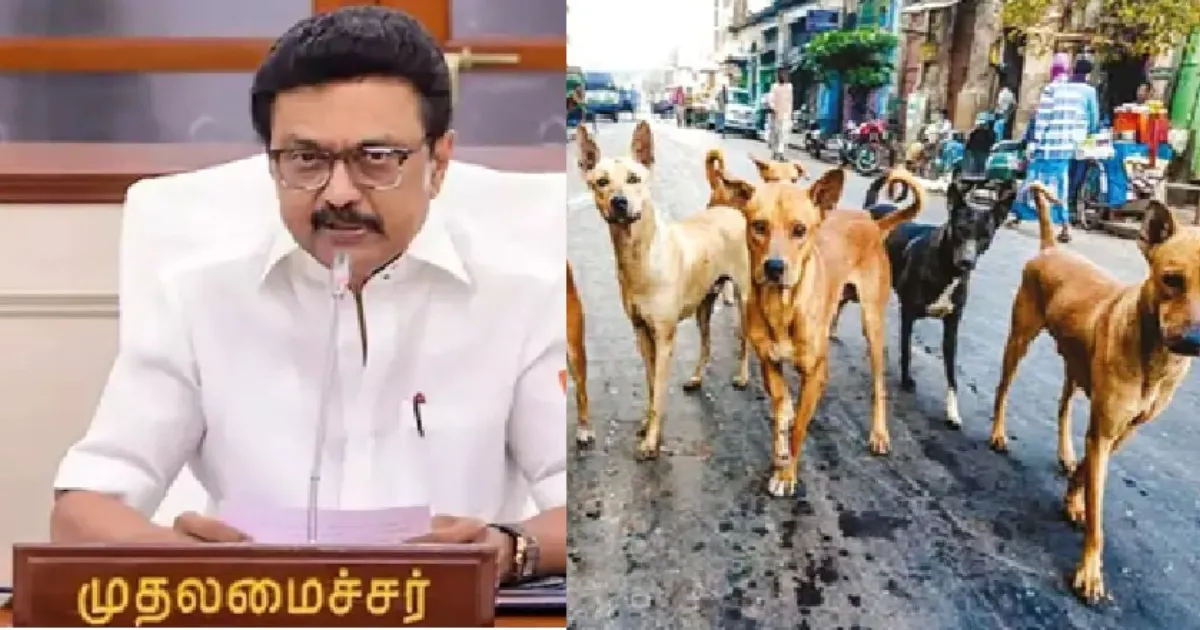 வாகன ஓட்டிகளுக்கு எமனாகும் தெரு நாய்கள்.. அதிரடி ஆக்‌ஷனில் இறங்கிய CM மு.க.ஸ்டாலின்!!