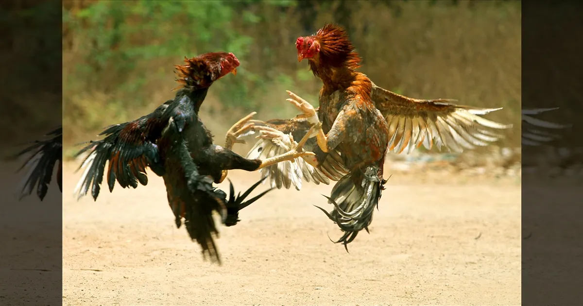 சேவல் சண்டைக்கு தடை இல்லை..! முறைப்படுத்தும் சுற்றறிக்கை... உயர்நீதிமன்றத்தில் டிஜிபி விளக்கம்.!! 