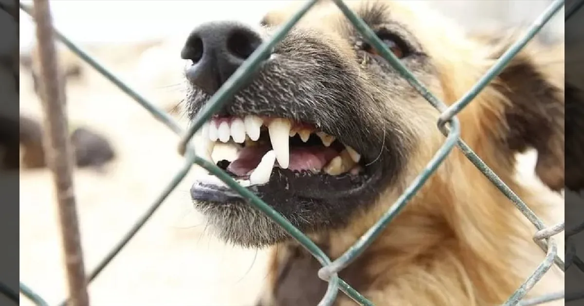 தமிழகத்தை அச்சுறுத்தும் நாய் கடி: இந்த ஆண்டு மட்டும் 5.50 லட்சம் பேர் பாதிப்பு! 