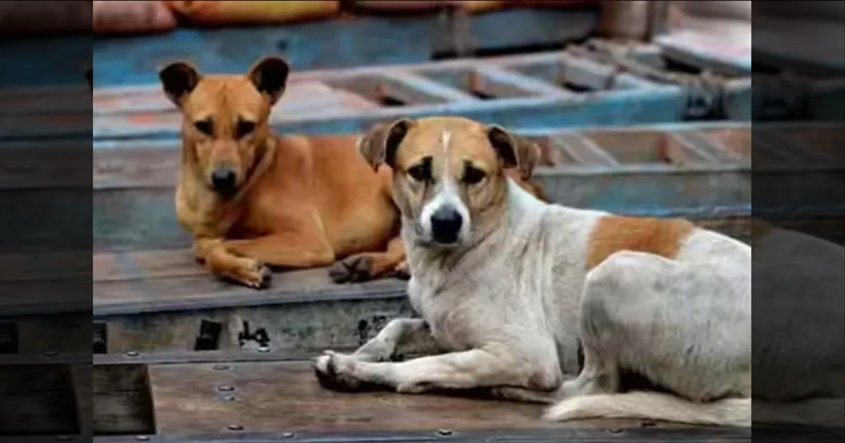 ஆடு, கோழிக்கு எல்லாம் உயிர் இல்லையா? தெருநாய்கள் ஆதரவாளர்களுக்கு உச்சநீதிமன்றம் கேள்வி!