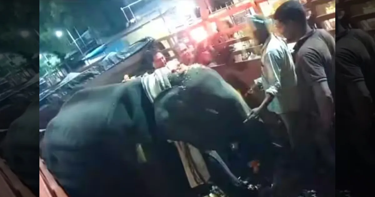 விநாயகர் சதுர்த்தியில் மதுரைக்கு வந்த புதிய வரவு! மீனாட்சி அம்மன் கோவிலில் ‘துர்கா’ யானை!