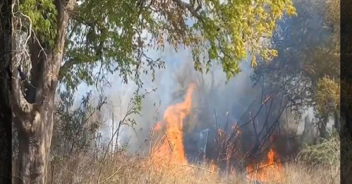 மசினகுடியில் பற்றி எரியும் காட்டு தீ சிங்காரா வனப்பகுதியில் 100 ஏக்கர் பரப்பளவிலான மரங்கள் கருகின!