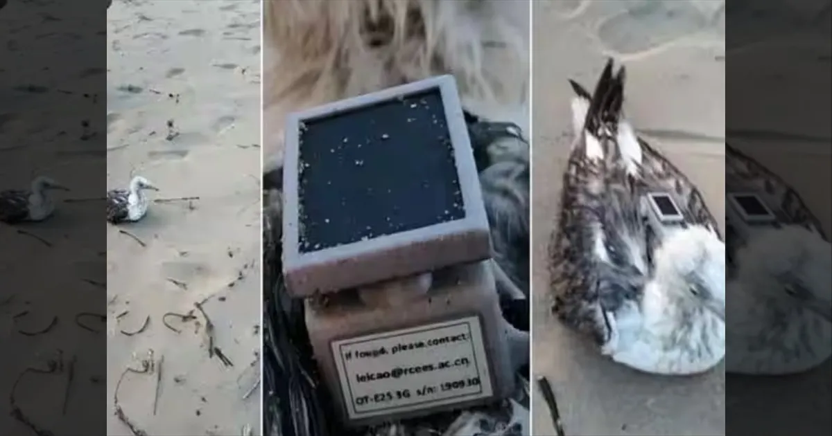 இந்தியாவுக்கு எதிராக சதி?! சீன ஜிபிஎஸ் உடன் சிக்கியது கடல் புறா! கர்நாடகாவில் பதட்டம்!