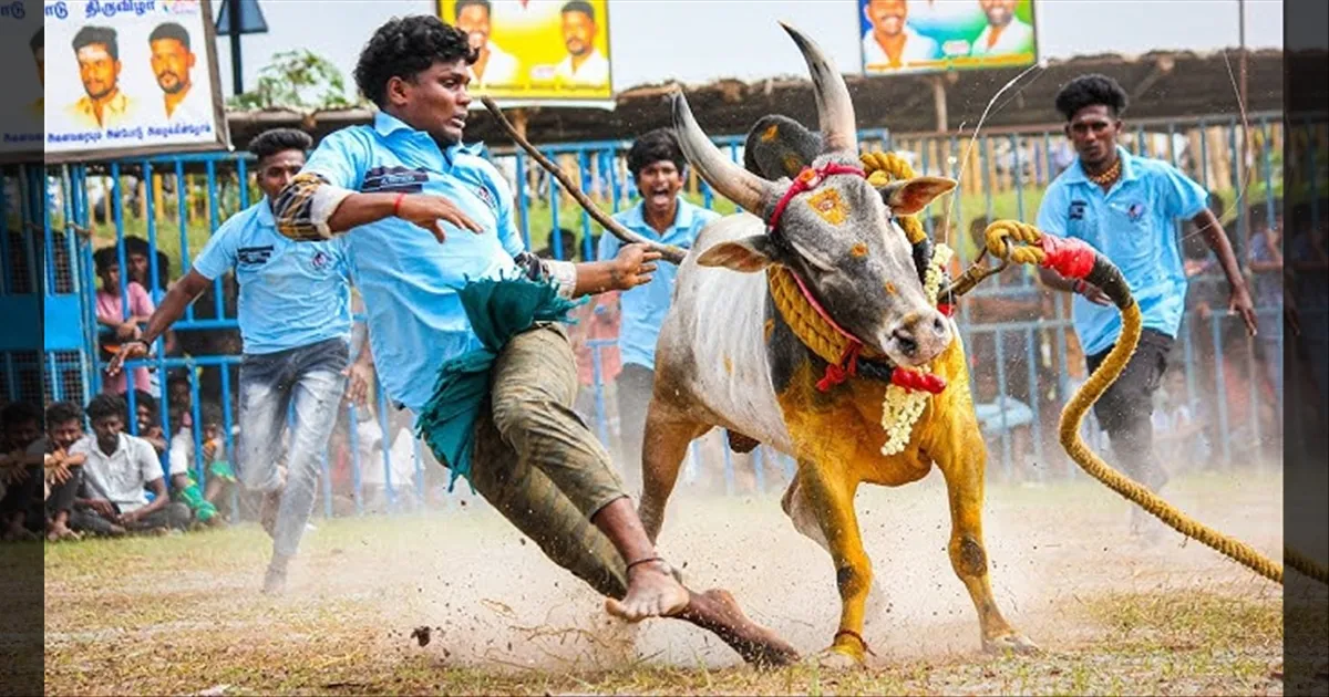 அனுமதியின்றி மஞ்சுவிரட்டு…! பறிபோன உயிர்கள்..! சோகத்தில் முடிந்த கொண்டாட்டம்..!