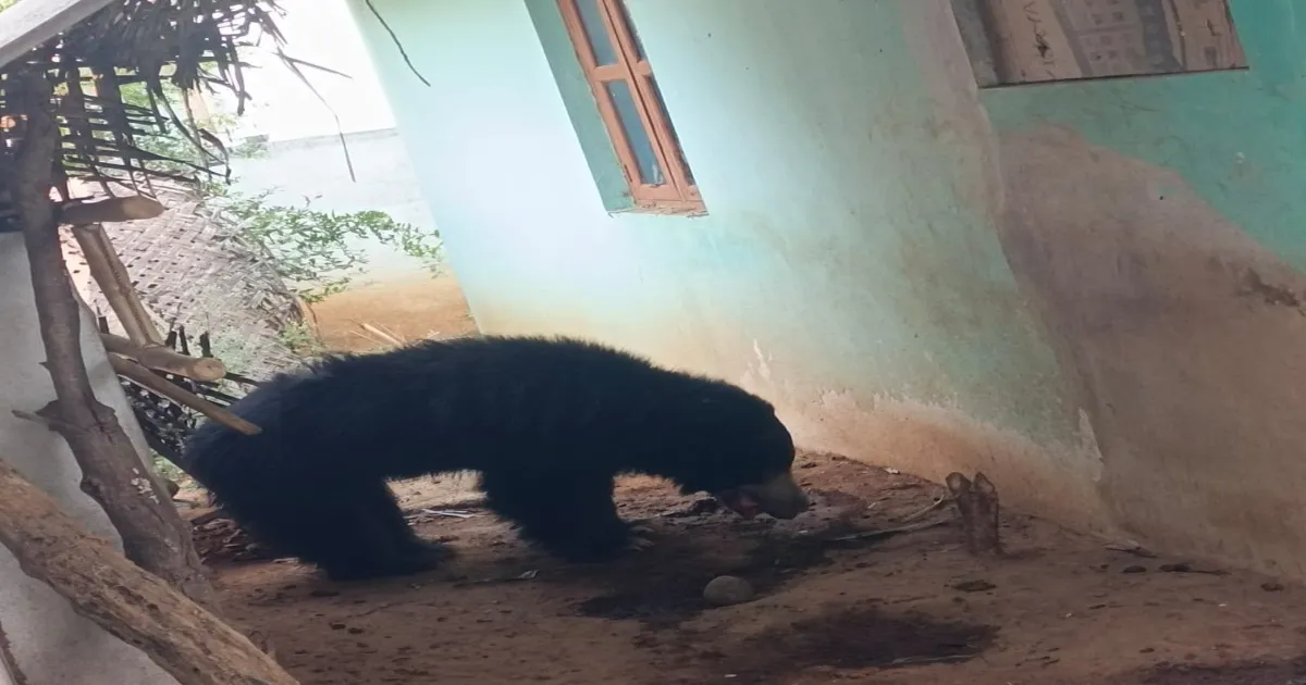 ஊருக்குள் புகுந்து போக்கு காட்டிய கரடி.. பெண்ணை கடித்து குதறல்.. பீதியில் மக்கள்..!