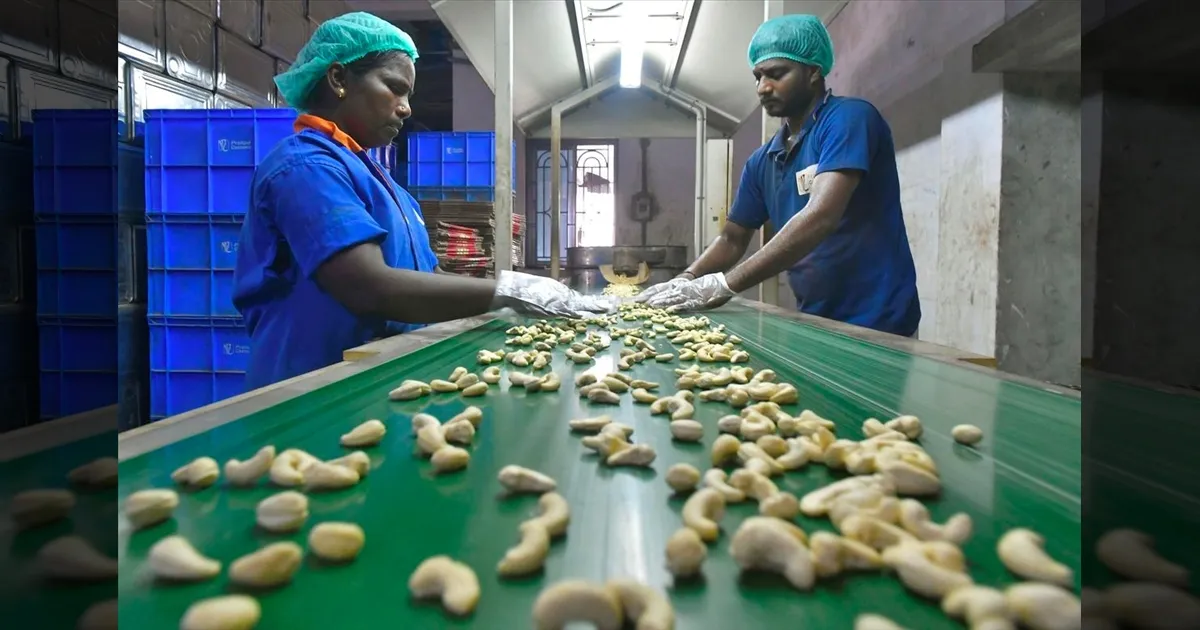 america-50-percent-tariff-tn-cashews