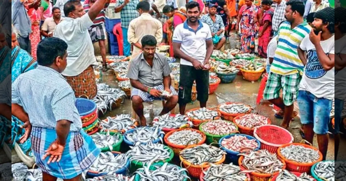 அடேங்கப்பா.. இம்புட்டா..!! விலையை கேட்டு தொண்டையில் சிக்கிய மீன் முள்ளு..!! ஆடிப்போன 'மீன்' பிரியர்கள்..!! 