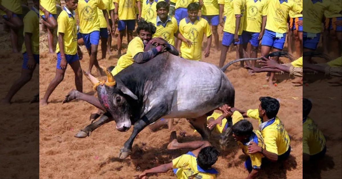 என்ன மக்களே.. ஜல்லிக்கட்டு பார்க்க ரெடியா..!! பாலமேடு, அலங்காநல்லூரில் ஏற்பாடுகள் தீவிரம்..!!