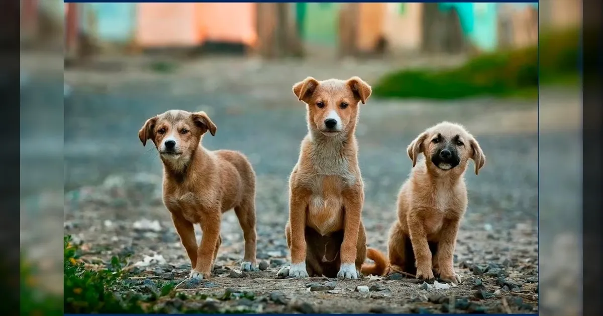 international-dogs-day-premalatha-wishes