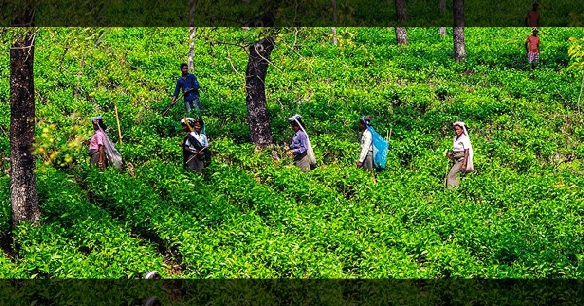 தேயிலை மகசூல் சரிவு; நீலகிரி எஸ்டேட்டுகளுக்கு 5 நாள் விடுமுறை.. தொழிலாளர்கள் தவிப்பு!!
