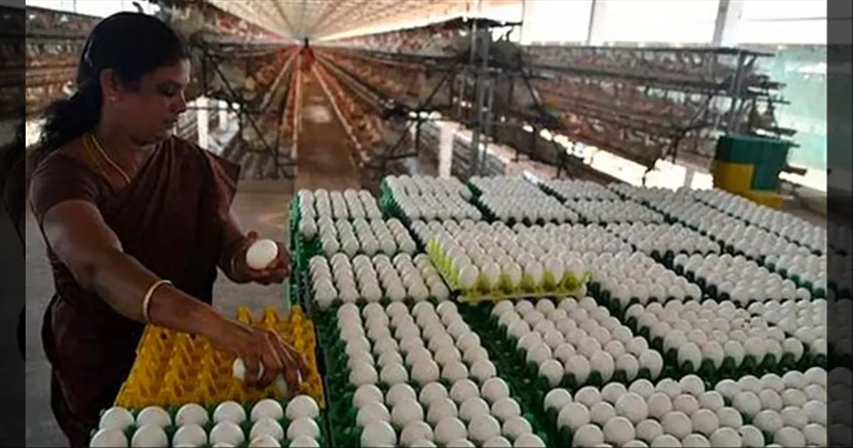 Eggetarian-களுக்கு ஷாக்கோ ஷாக்.. எகிறிய முட்டை விலை..!! இன்று முதல் அமல்..!!