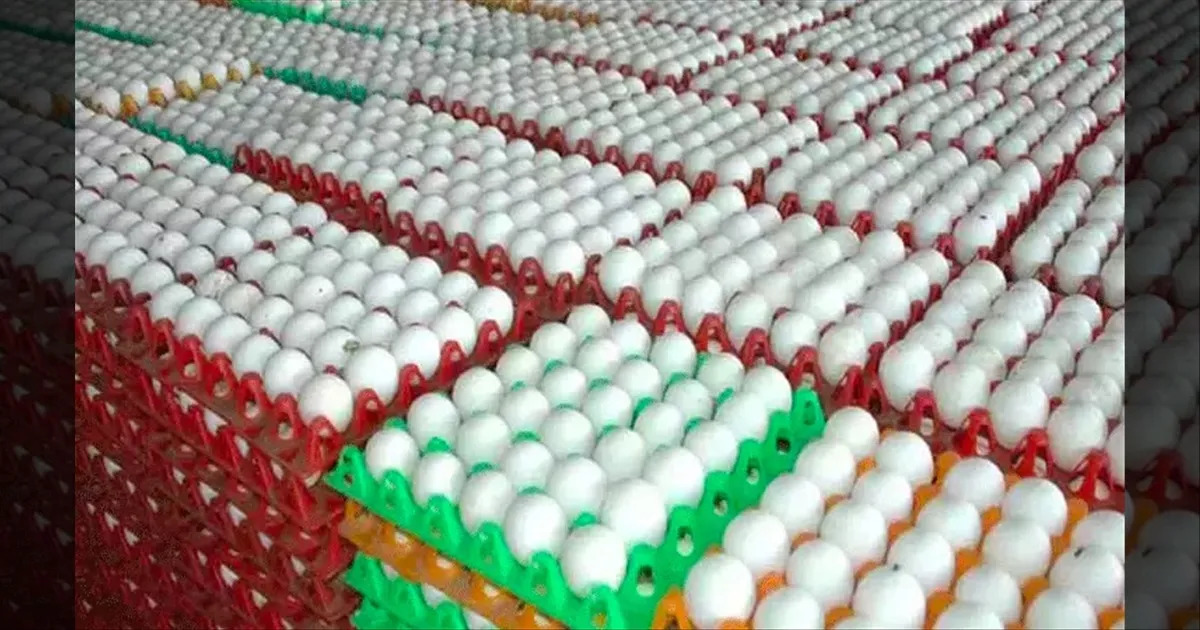 நாமக்கல் முட்டை விலையில் ஏற்ற இறக்கம்: ஏற்றுமதி உயர்வால் உச்சம், பண்டிகையால் சரிவு..!! 