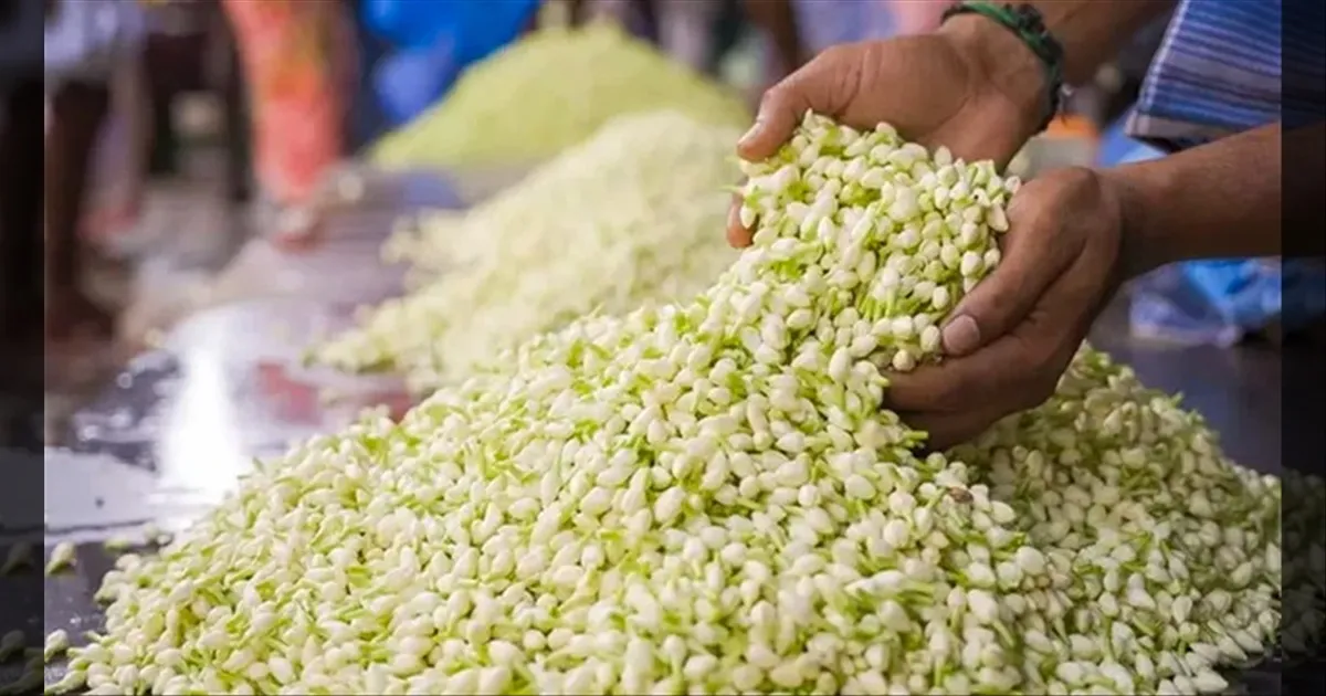 'டிட்வா' புயலைவிட வேகமெடுக்கும் மல்லிகைப்பூ விலை..!! ஒரு கிலோ இவ்ளோவா..!!