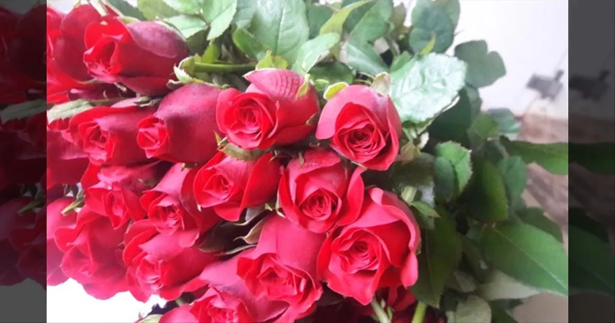 காதலர் தின ஸ்பெஷல்..!! ஓசூர் ரோஜா பூக்களுக்கு கூடுது மவுசு..!! குவியும் ஆர்டர்கள்..!!