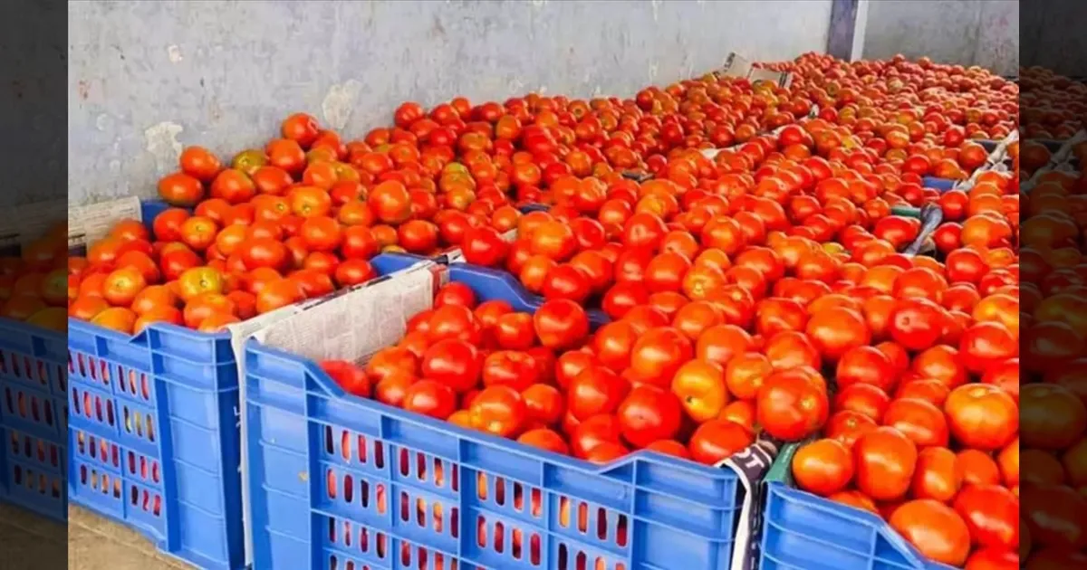 தக்காளி விலை கடும் சரிவு..!! ஒரு கிலோ எவ்வளவு தெரியுமா..?? இல்லத்தரசிகள் நிம்மதி..!!