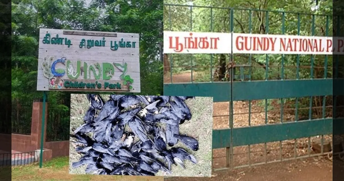 பறவைக் காய்ச்சல் எதிரொலி.. செத்து மடியும் பறவைகள்..!! கிண்டி சிறுவர் பூங்கா தற்காலிக மூடல்..!!  