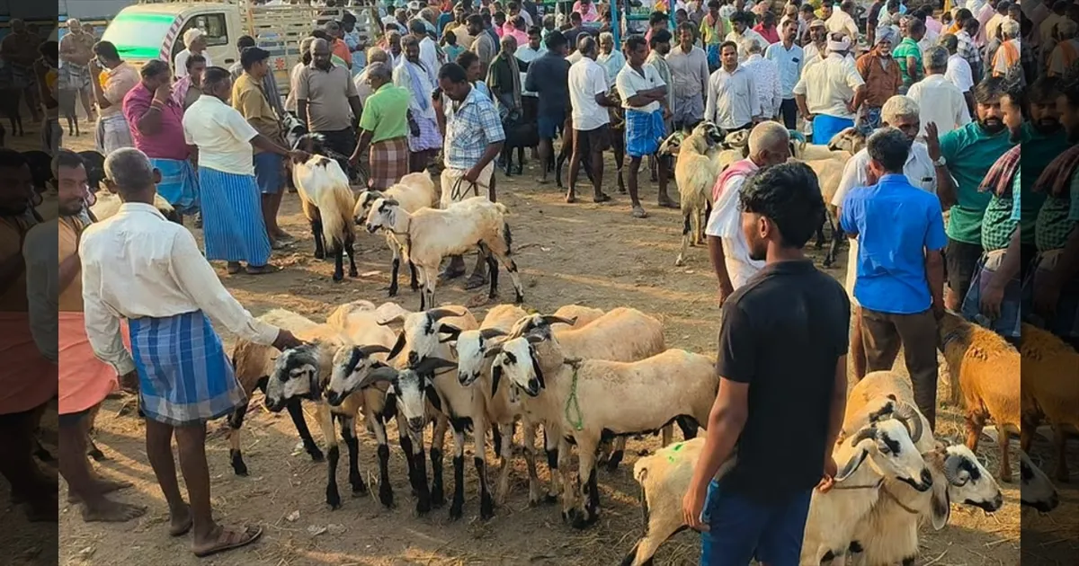 நெருங்கும் பக்ரீத் பண்டிகை..!! சுட சுட பிரியாணிக்காக.. புளியந்தோப்பில் ஆடுகள் விற்பனை அமோகம்..!!