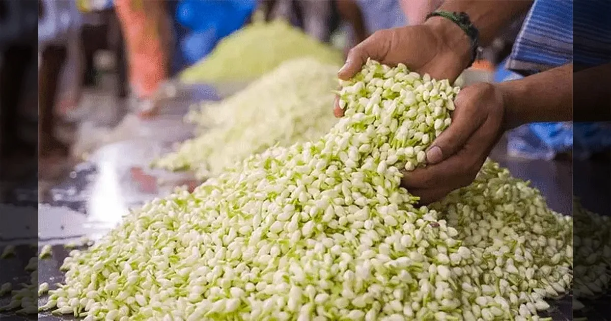 விளைச்சல் அமோகம்.. ஆனா விக்கல..!! வாசனை திரவிய ஆலைகளுக்கு செல்லும் மல்லிகை பூக்கள்..!! 