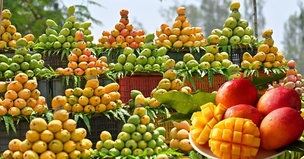 செயற்கை மாம்பழம் விற்றால் உரிமம் ரத்து..!! வியாபாரிகளுக்கு செக் வைத்த உணவு பாதுகாப்பு துறை..!!  