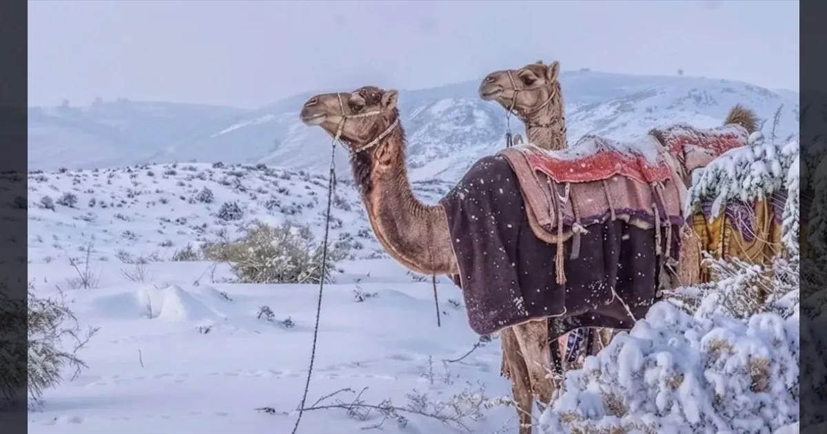 என்னது..!! பாலைவனத்தில் பனிப்பொழிவா..!! அதுவும் 30 வருஷத்துக்கு அப்புறமாம்..!! 