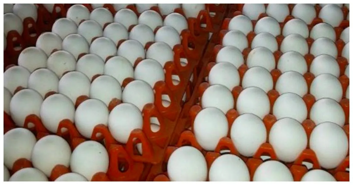 Eggetarian-களுக்கு ஷாக் நியூஸ்..!! முட்டை விலை எகிற போகுதாம்..!! எவ்ளோ தெரியுமா..??