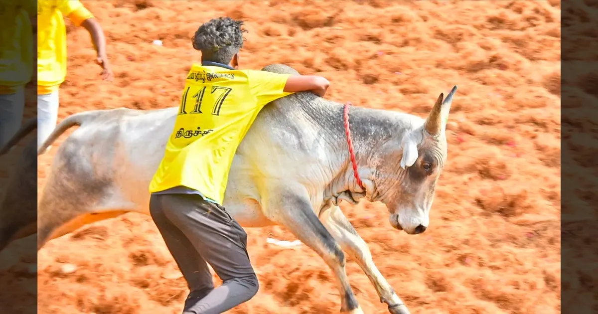 அனல் பறக்கும் திருச்சி சூரியூர் ஜல்லிக்கட்டு..!! கோலாகல கொண்டாட்டத்தில் வீரர்களும், காளைகளும்..!!