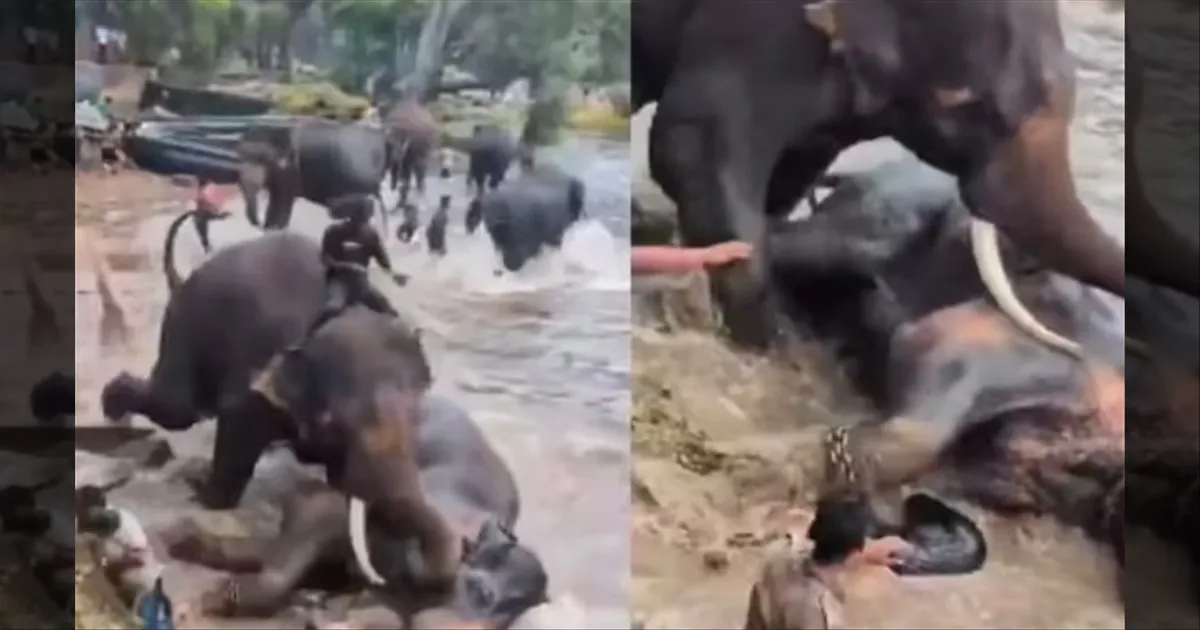 கர்நாடகாவில் நெஞ்சை உலுக்கும் சம்பவம்..!! மோதிக்கொண்ட யானைகள்.. நடுவில் சிக்கி பெண் பரிதாப பலி..!! 
