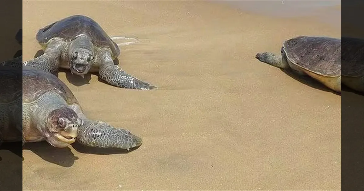 குவியல் குவியலாக.. செத்து கரை ஒதுங்கும் கடல் ஆமைகள்..!! அச்சத்தில் மீனவர்கள்..!!