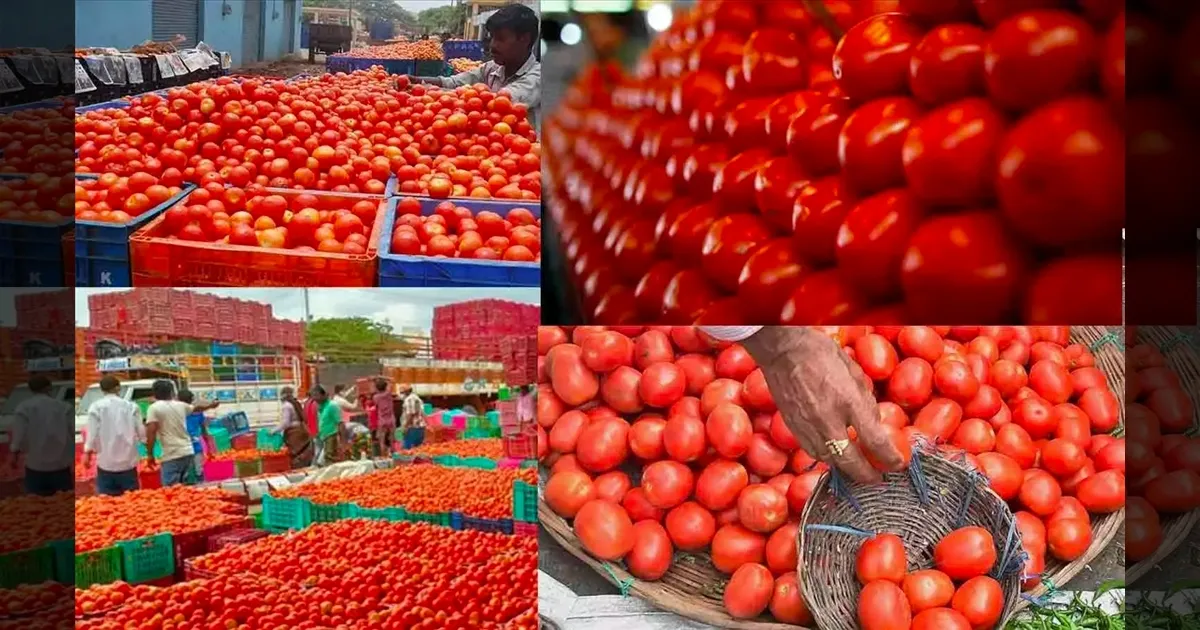 காலை வாரிவிட்ட மழை..!! குறைந்தது வரத்து..! கிடுகிடுவென உயர்ந்த தக்காளி விலை..!!  