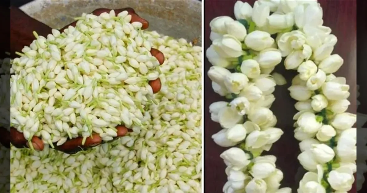 jasmine-flower-price-high