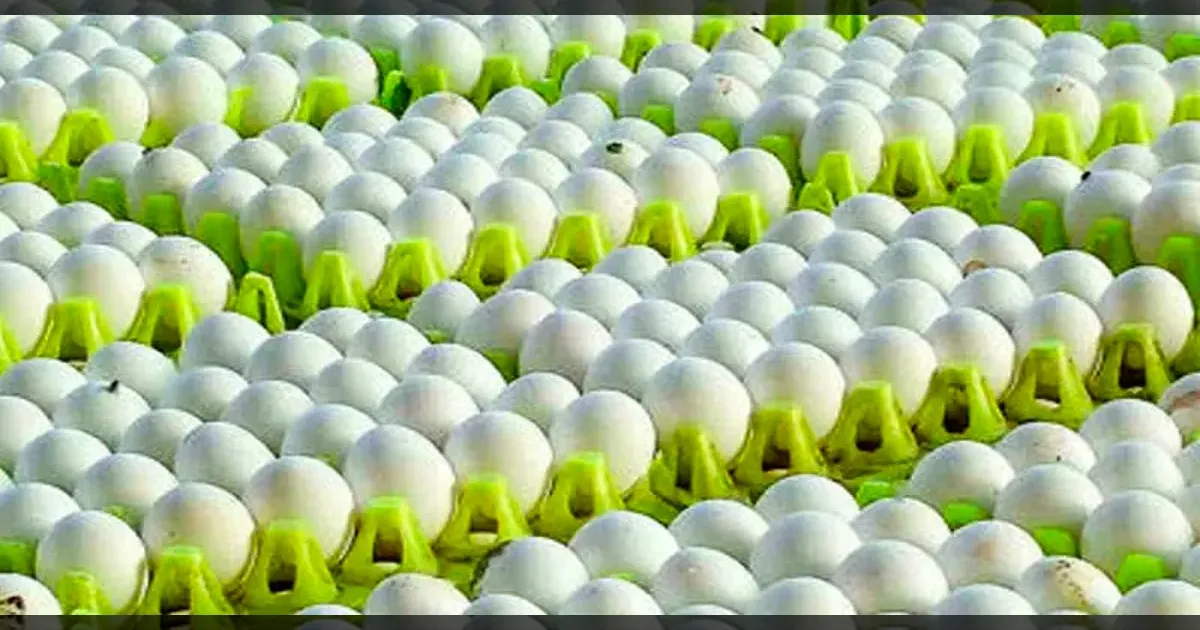 நாமக்கல்லில் எகிறிய முட்டை விலை..!! ஷாக்காகி நிற்கும் மக்கள்..!!