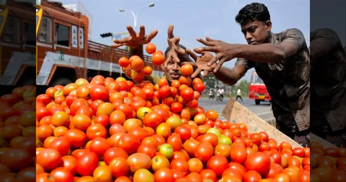 சமையலறை பட்ஜெட்டில் கைவைத்த 'தக்காளி'..!! விலை கடும் உயர்வு..! இல்லத்தரசிகள் வேதனை..!!
