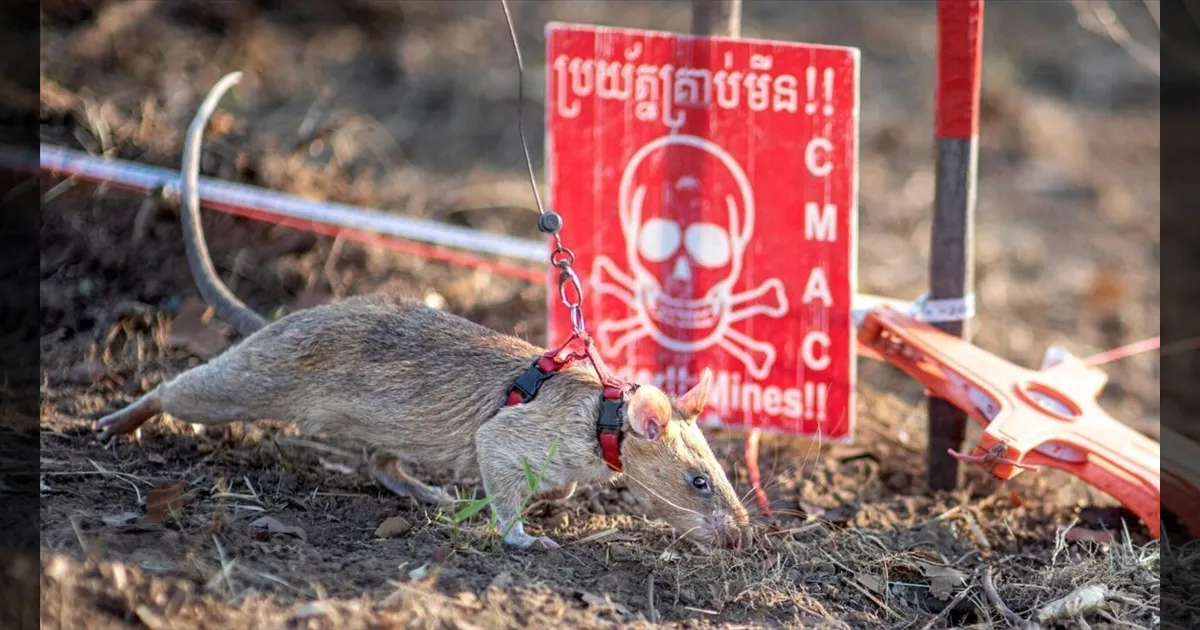 Ronin-the-rat-sets-new-landmine-sniffing-record