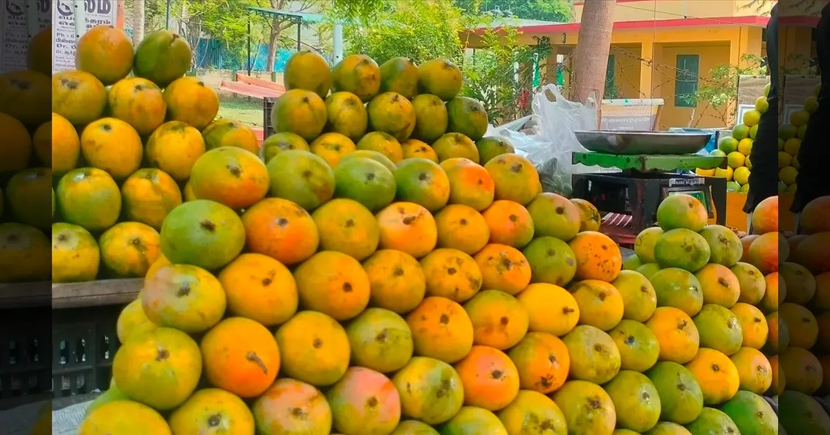 வெயில் காலம் தொடங்கியாச்சு.. ஆனா தள்ளிப்போகிறது மாம்பழ சீசன்..!! மாம்பழ லவ்வர்ஸ்களுக்கு ஷாக்..!!