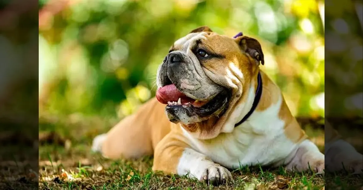 சிறுமியின் முகத்தை கடித்து குதறிய “BULL DOG”...  வளர்ப்பு நாயால் நேர்ந்த துயரம்! 