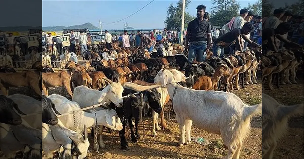 தீபாவளி கொண்டாட்டம்... களைகட்டிய ஆட்டுச்சந்தைகள்...! அமோக விற்பனை...!