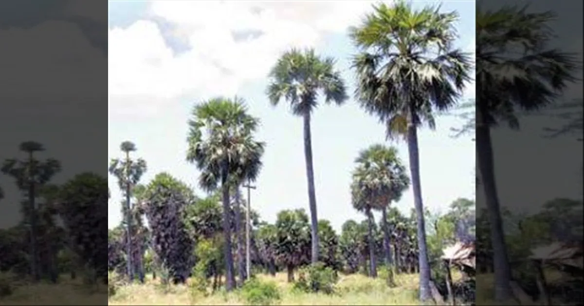 முதல்வர் வருகைக்காக பனைமரம் வெட்டப்பட்டதா? முற்றுப்புள்ளி வைத்த TN FACT CHECK...! 