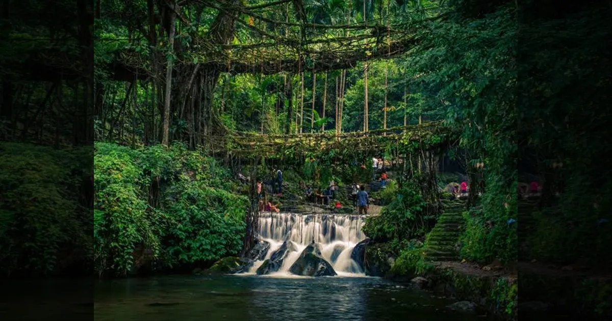 தனித்துவமான மேகாலயாவின் வாழும் வேர் பாலங்கள்..! யுனெஸ்கோவிற்கு இந்தியா பரிந்துரை..!