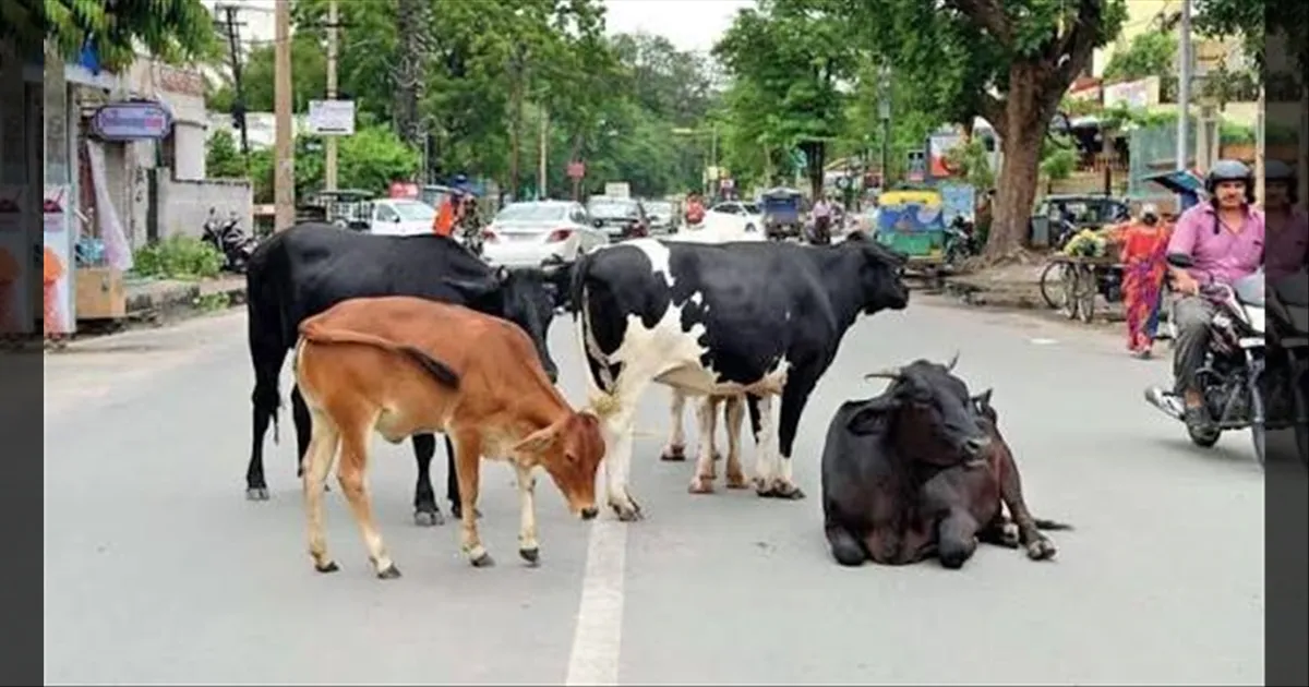 மாடுகளுக்கும் மைக்ரோ சிப்... மார்ச் 18 வரைக்கும் தான் டைம்..! கெடு விதித்த சென்னை மாநகராட்சி...!