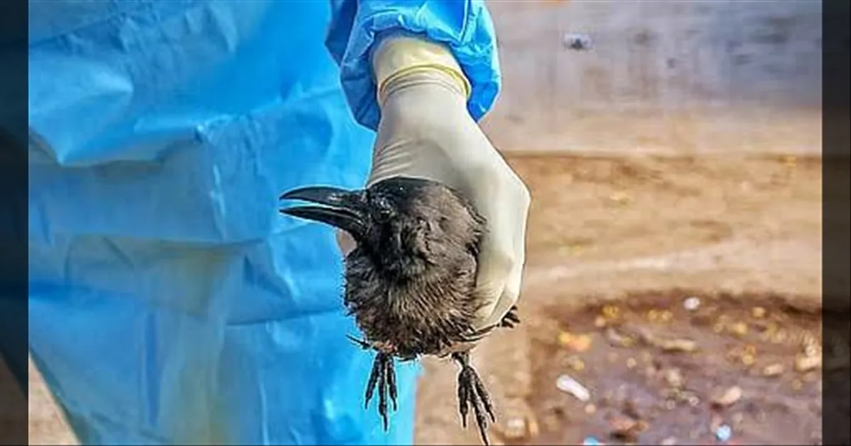 சென்னையில் பறவை காய்ச்சல்..! கொத்து கொத்தாக மடியும் காகங்கள்… சுகாதாரத் துறை தீவிர கண்காணிப்பு..!